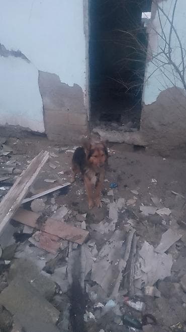 kuckar ov iti: Sadiq mühafizəçi it - Orta ölçülü, uzun tüklü, qara-qonur rəng çaları — 1