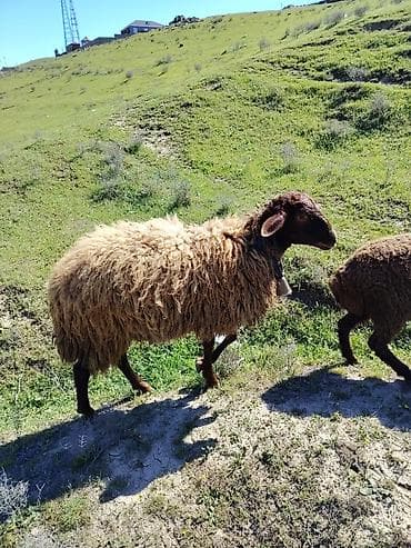 agdam xoruzu gence: Erkey toğulu satılır istəyən olsa yazsın video sun atım baxın real — 2