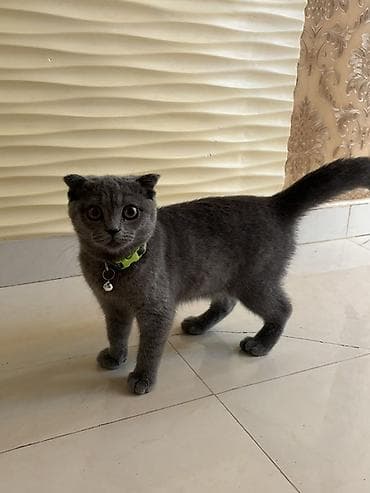 şotlan pişik: Şotland yastı qulaq — 1