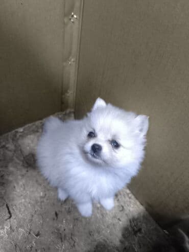 собака шпиц: купить: Məhsul: Kiçik ölçülü spitz (Pomeranian tipli) balaları Xüsusiyyətlər — 4