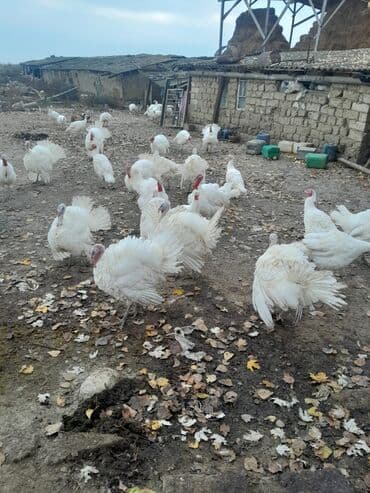 Brilliance: Hinduska satilir — 2