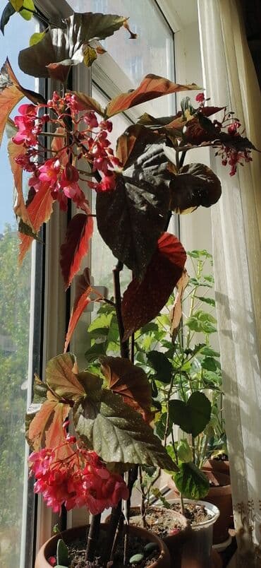 otaq bitkilərinin adları: Ana ureyi beqoniya — 2