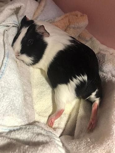 Məhsul: Ev heyvanı – dəniz donuzu (quinea pig) Xüsusiyyətlər: - Növ