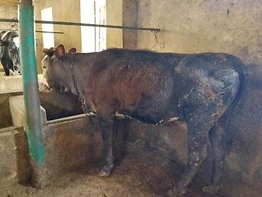 simmental inək cinsi: Dana, buzov, Dişi, Simental, ay: 11, 120 kq, Damazlıq, Ünvandan götürmə — 8