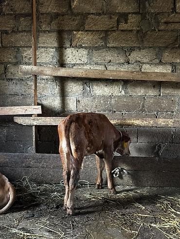 quzu satılır: Təmiz erkək anqus dana satılır. 2 ayın içindədir. Süni mayalanmadan — 9