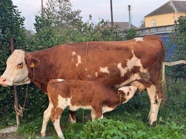 ineklerin qiymeti: Smental Dişi Balalı inək Satılır. 2ci balasıdır. 18-20lt süd verir — 2