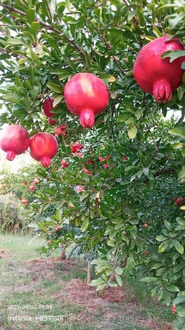 sultan daragi gülü: Salam əla sort nar tingləri bir illik 1.50 qəpik iki illik 2 manat və — 3