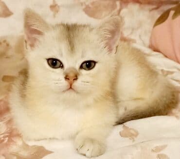 ingilis setteri it cinsinin digər adı: Britan, Erkək, Yaxşı əllərə, Ünvandan götürmə — 1