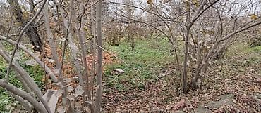 bine atciliq satilan evler: 36 sot, Kənd təsərrüfatı, Mülkiyyətçi, Kupça (Çıxarış) — 9