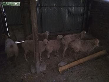 5 qoyun iki bala satlLlr 3 bogazdl ekiz balalyandl biri iki həftəyə