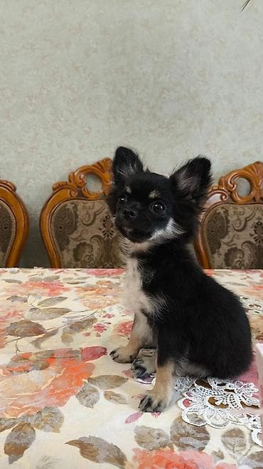 İtlər: Çixuahua, 3 ay, Erkək, Peyvəndli, Pulsuz çatdırılma — 3
