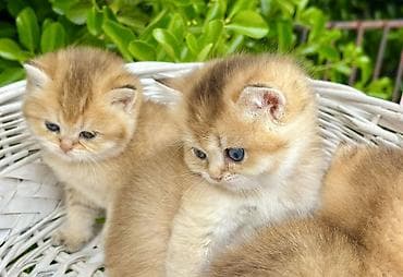 qızıl baliq: Qızıl şinşilla — 5