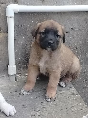 çin aslanı: 1 ay, Erkek, Pulsuz çatdırılma — 3