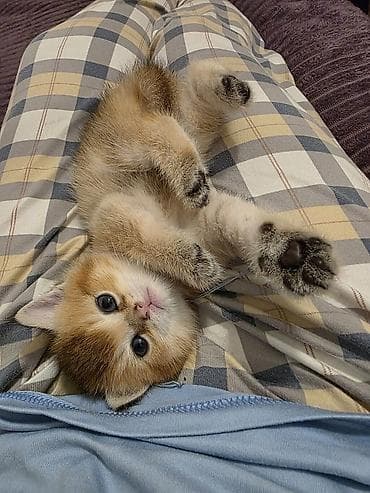 Quşlar: Britan, Dişi — 2