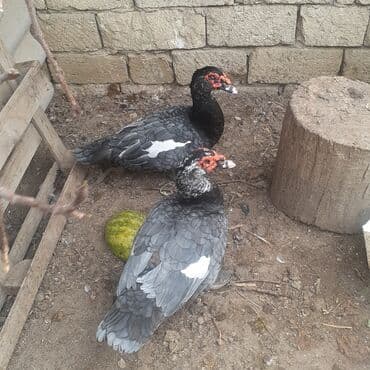 kayuqa ordək: Lal ördəklər macar sortu zümrüdü mirvari göy rəng balalarda satılır — 10