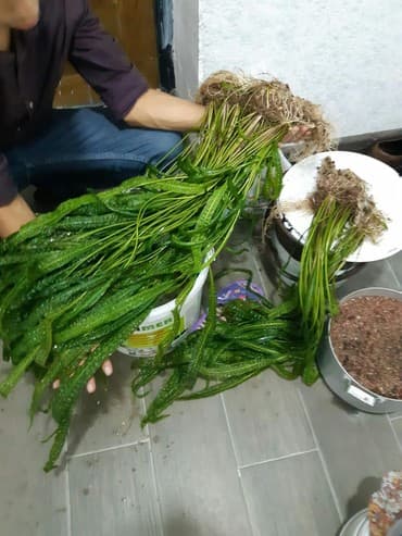 Bentley: Akvarium tebii bitki akvaiyum tebii otlar ******* Hundueluyu 1 — 2