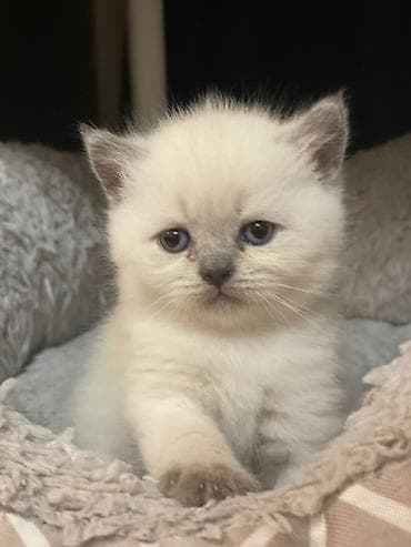 bala pişik pulsuz: Şotland, Ünvandan götürmə, Ödənişli çatdırılma — 10