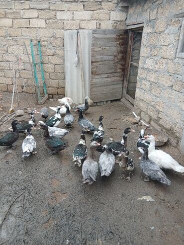 ördək neçə günə bala çıxardır: Erkək, | Lal ördək, Damazlıq, Ünvandan götürmə, Ödənişli çatdırılma — 1