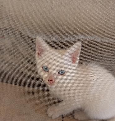 Dişi, Yaxşı əllərə, Ünvandan götürmə