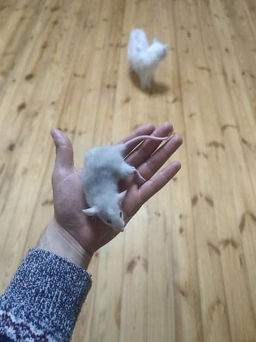 Əldə tutulan kiçik, ağ rəngli siçovul. Bu gəmirici yumşaq tüklərə və