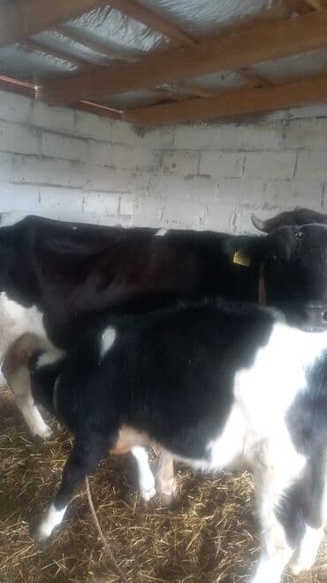 Inəklər, öküzlər: Satılır: inək buzovla birlikdə - Şəkillərdə iki baş heyvan görünür — 1