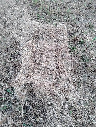 tovuz qusu satiram: Birinci biçim ot — 1