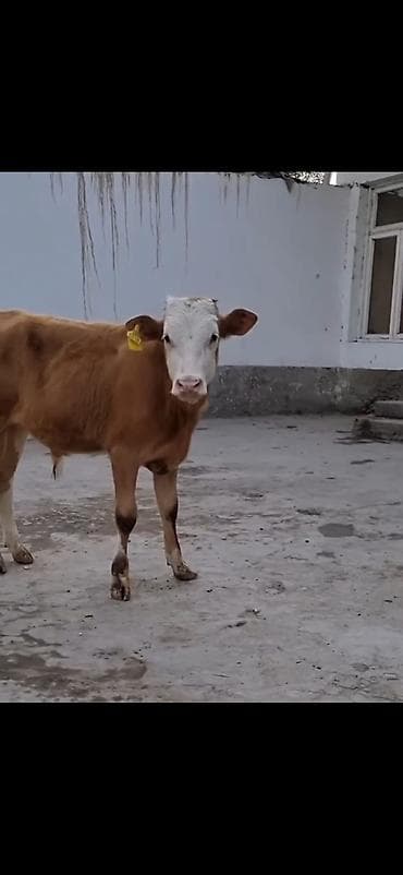 bakida it satisi: Erkek simental dana 4 ay bitecek — 4
