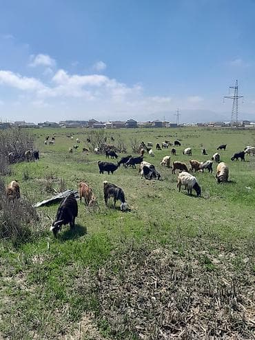 -keçi südü satılır tam orqanik hec bir yem verilmir örüşde otlayır