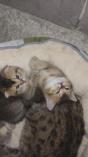 pişim: Britan, Pulsuz çatdırılma — 1