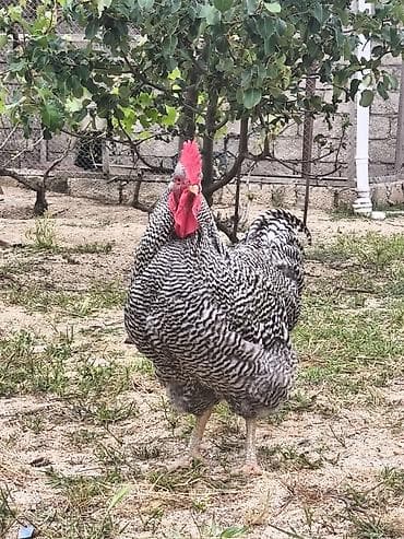 simmental danalarin satisi: Toyuq, Damazlıq, Ödənişli çatdırılma — 2