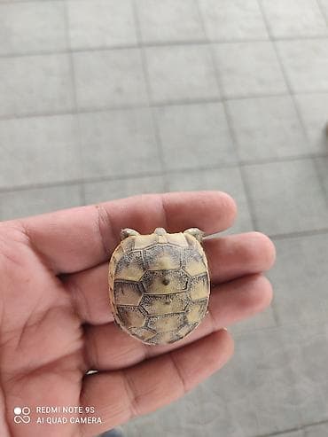 Tək yanı bir ədəd alana 15 manat Optavoy alana endirim olacaq