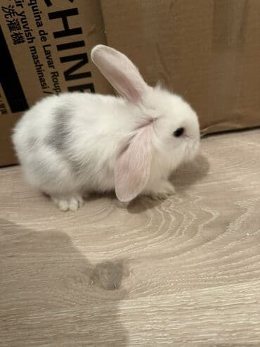 Gəmiricilər: Holland Lop dovşan satılır. Ev dovşanıdı. Ayaqyolu tərbiyəsi var. Qoxu — 1