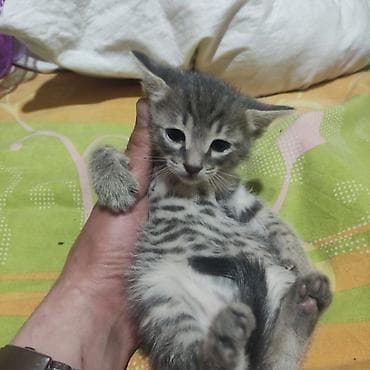 əl meymunu: Britan, Erkək, Yaxşı əllərə, Ünvandan götürmə, Ödənişli çatdırılma — 3