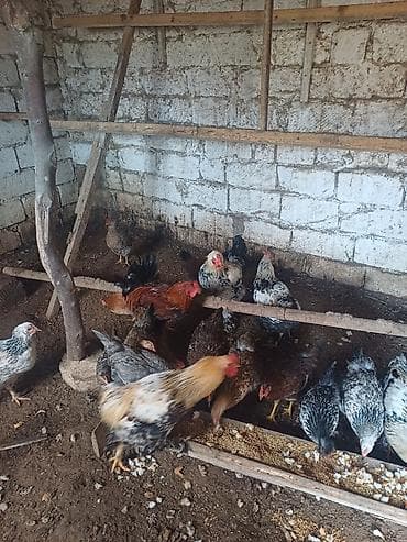 qaz satilir: Куриные цыплята, Для разведения — 7