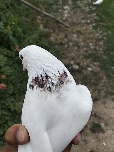 balakən heyvan satisi: Ağ rəngli göyərçin – boyun hissəsində qəhvəyi-qara naxışlı ləkələr — 3