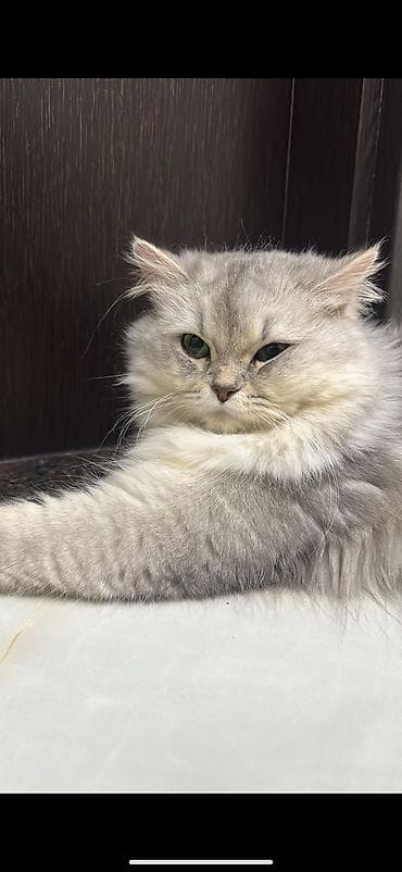 pisik paltari: Ağ, uzun tüklü balaca pişik balası - Xüsusiyyətlər: - Tamamilə ağ — 7