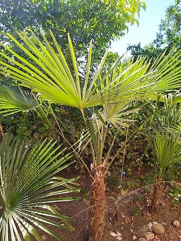 soxulcan gübrəsi: Trachycarpus fortunei (və ya “Külək xəmirəsi/Çin fan xurma”) – bağ — 3