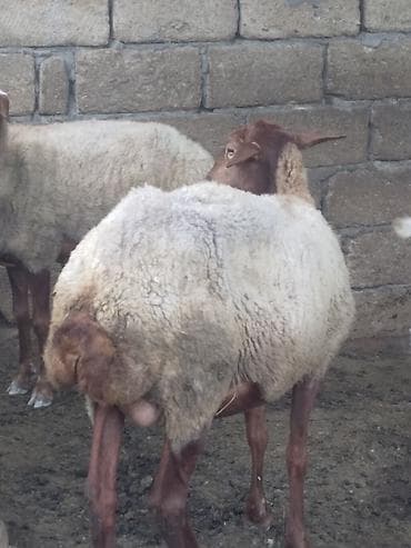damaz: Erkək, il: 2, Damazlıq — 1