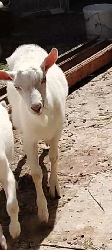 sort keciler: Erkək, Zanen, il: 9, 43 kq, Damazlıq, Ünvandan götürmə — 5