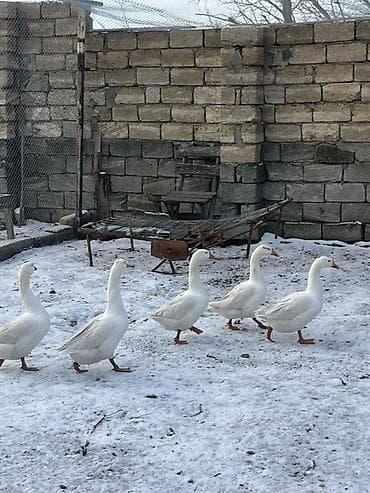ev donuzu: Ağ qaz sürüsü - Fotoşəkillərdə göstərilən 5 ədəd ağ qaz - Uzunboylu — 3