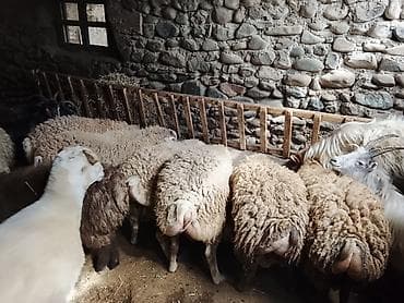 cins buzovların satışı: Gəncədə toya nişana qurbanlıq üçün hər cür quzularimiz var yaxşı — 1