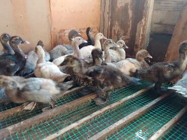 ingilis setteri it cinsinin digər adı nədi: Məhsul: Lal ördək (Muscovy) – damazlıq quşlar, balalar və kəsilmiş ət — 14