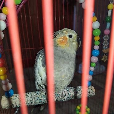 qumru quşu rusca: Korella quwlari,boyuk qefesi 2 eded.usdunde yuvasinida verecem.ciddi — 2