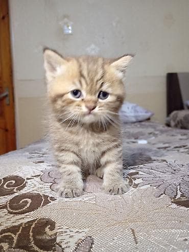 золотая шиншилла котенок: Золотая шиншилла — 5