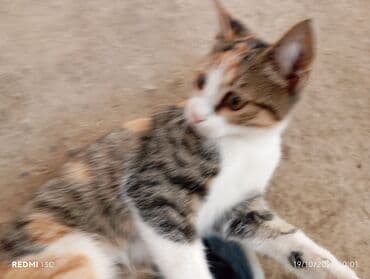 купить домик для кота: Самец, В добрые руки, Доставка в районы — 7