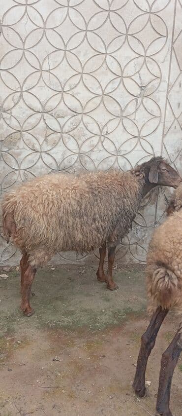 Inəklər, öküzlər: Salam ünvan Bakıin maştağa kendi obşi 5 baş cavan boğaz qoyunlar — 5