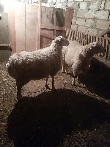 Qoyunlar – yerli təsərrüfatdan - Şəkillərdə 2 baş qoyun görünür - Ağ