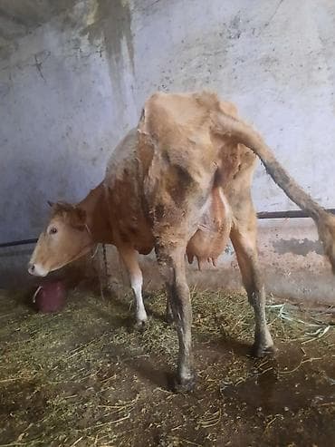 balali iney: 3 cu balasdı 10gundu olub 12 let sudu var — 1