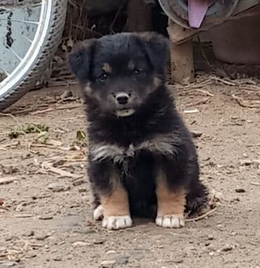 мальтипу купить в баку: 1 месяц, Самка, Самовывоз — 1