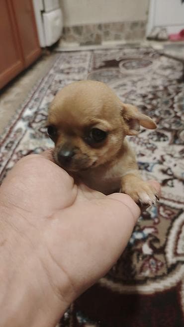 mini itlər: Çixuahua — 2